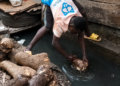 Man pulling mud-covered yams from a Lagos gutter