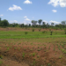 R of O C of O and AGIS land search for buying land in Abuja