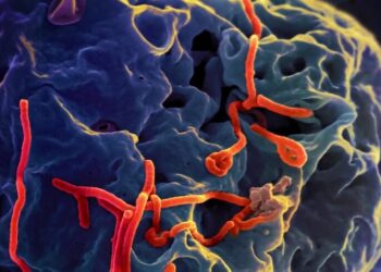 Ebola virus