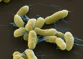 plague symptoms and prevention